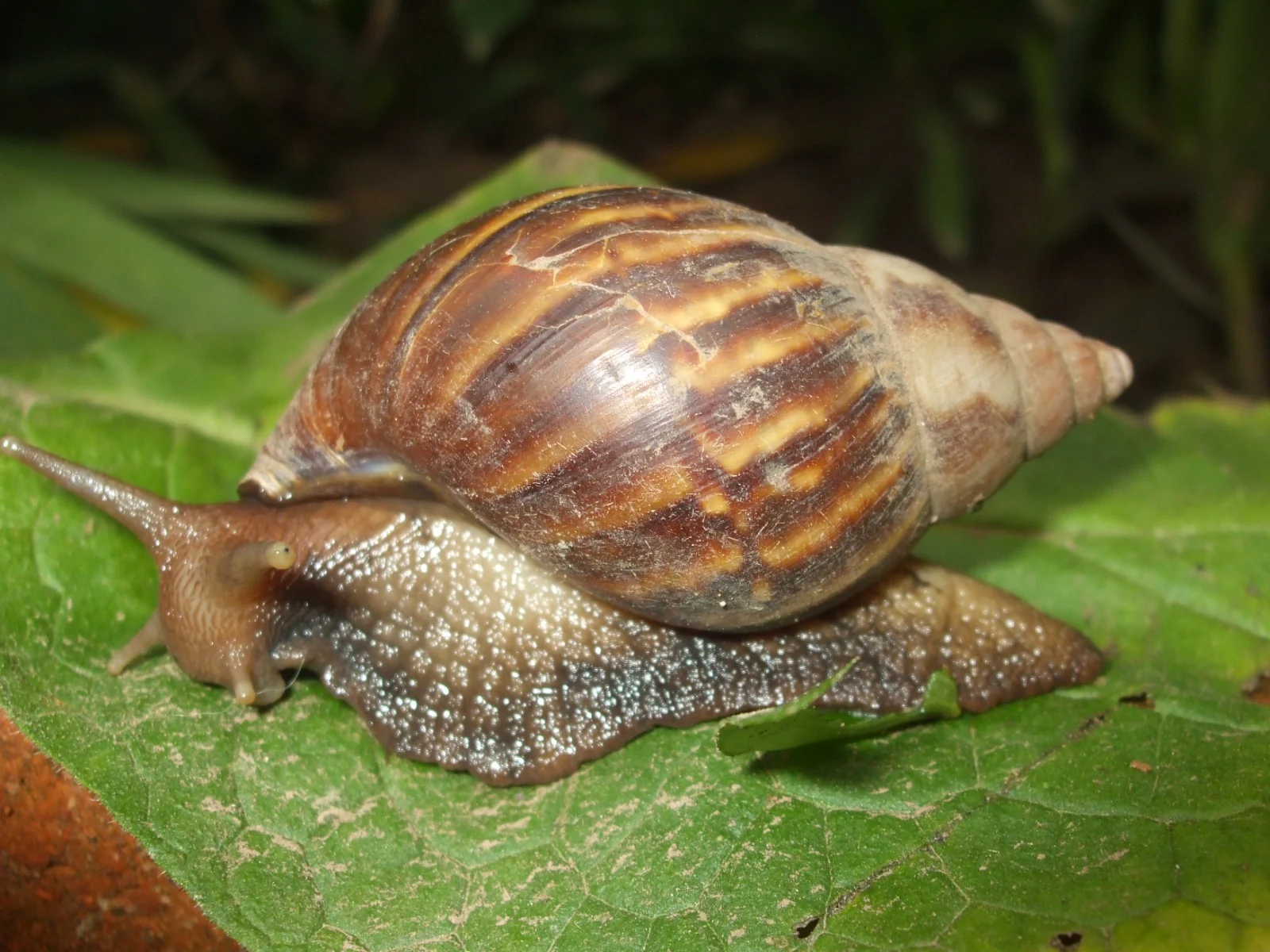 Caracol en primer plano, plaga de alto impacto sanitario y ambiental