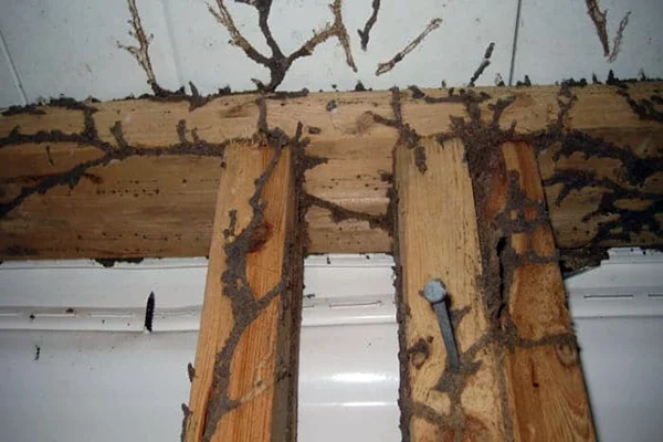 Madera perforada por termitas, con las galerias del insecto a la vista