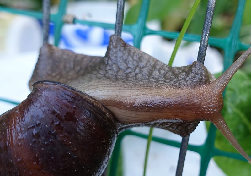 Caracol africano gigante trepando una reja metalica
