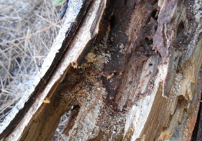 Madera perforada por termitas, con las galerias del insecto a la vista